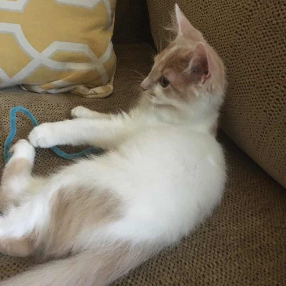 Meet your Posher, Ashley